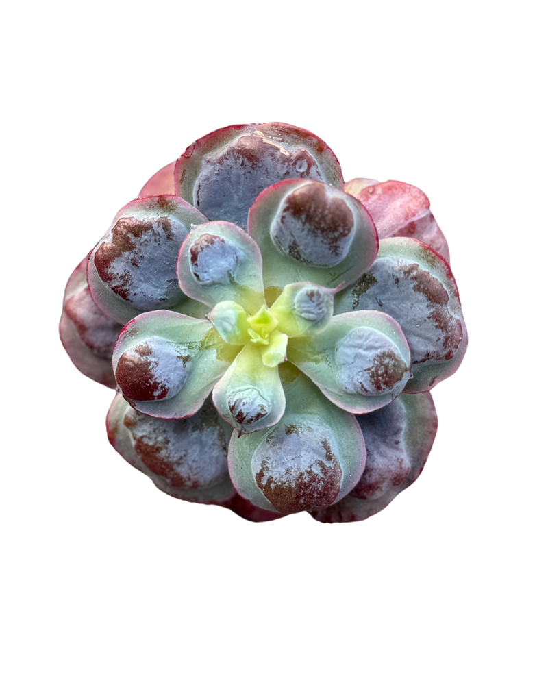 Echeveria Raindrop