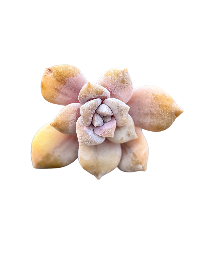 Graptopetalum Superbum Var.