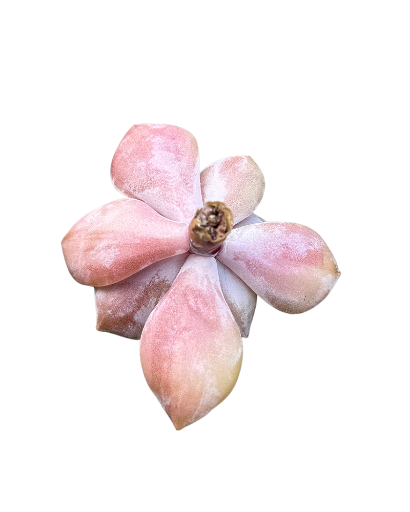 Graptopetalum Superbum Var.