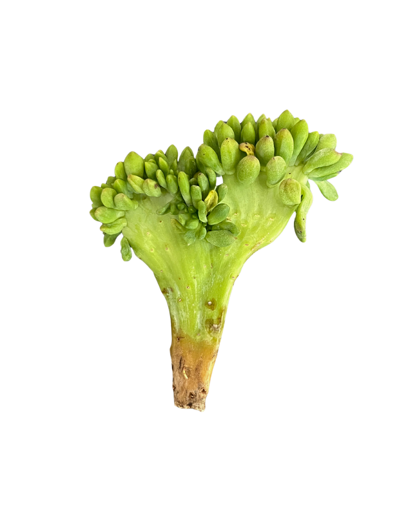 Echeveria Spring Dream Cristata
