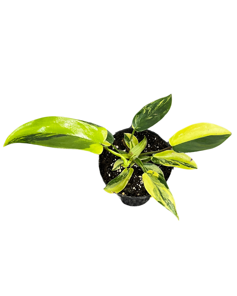 
                
                    Load image into Gallery viewer, Philodendron Florida Beauty Variegated
                
            