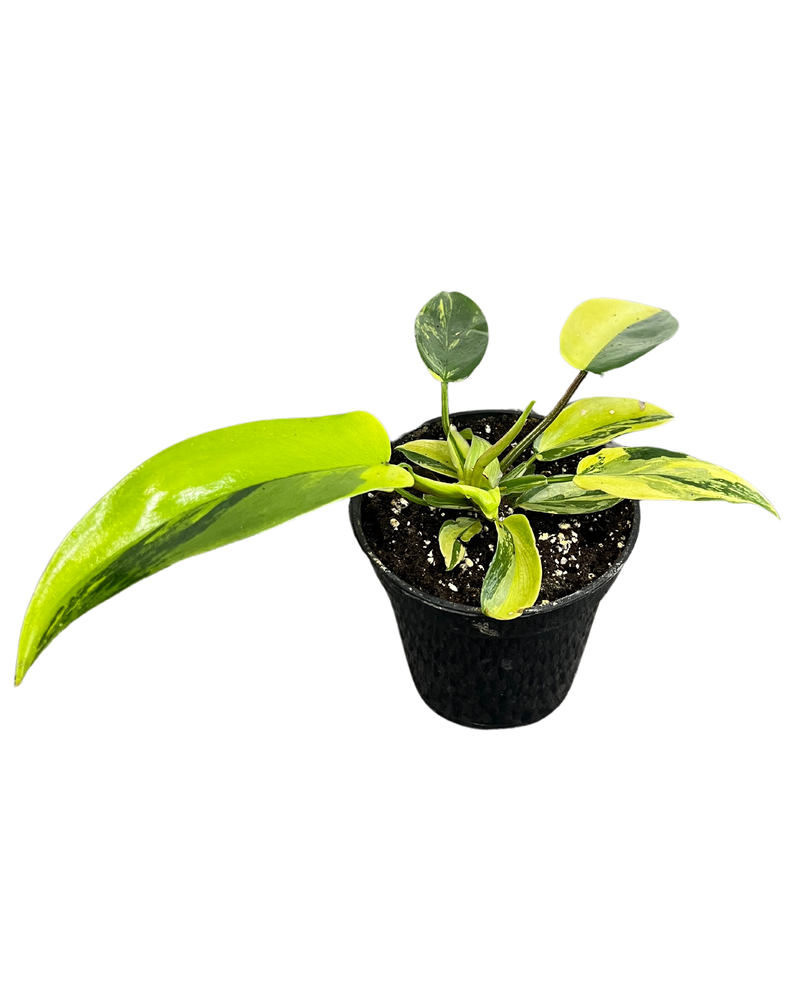 Philodendron Florida Beauty Variegated