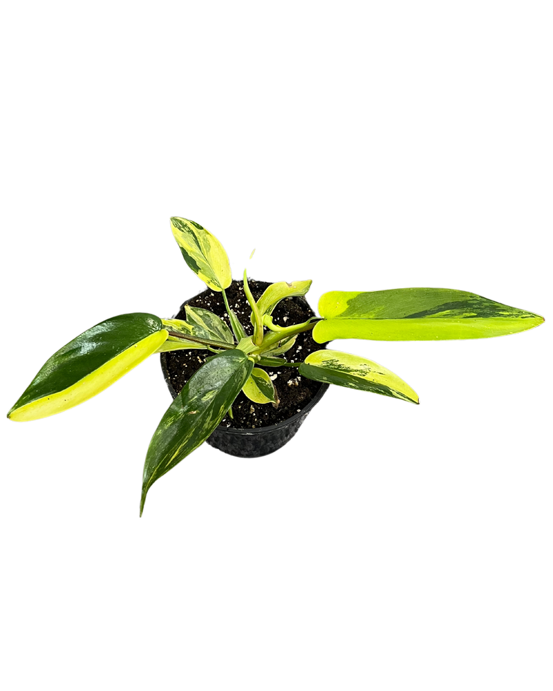 Philodendron Florida Beauty Variegated
