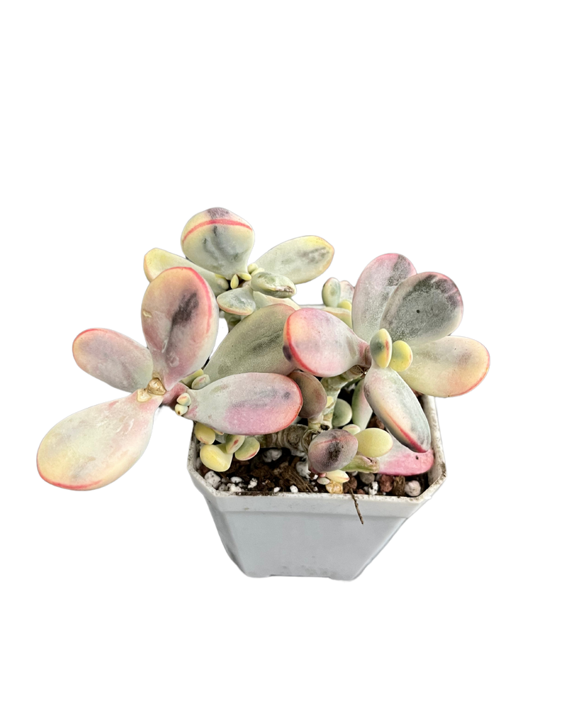 
                
                    Load image into Gallery viewer, Cotyledon Orbiculata Variegated
                
            