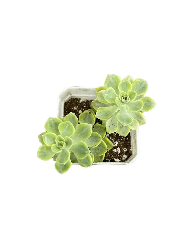 Echeveria Viyant Var. (Cluster)