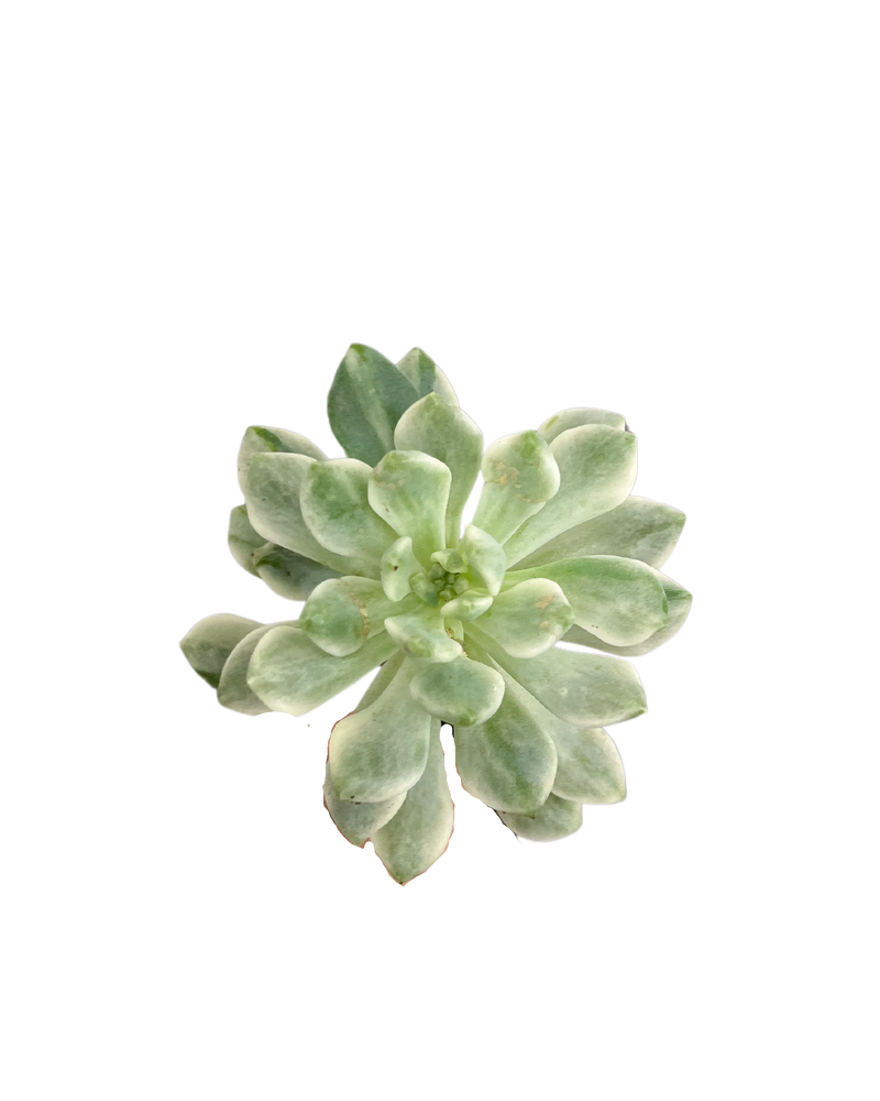 Echeveria Blue Apple Var.