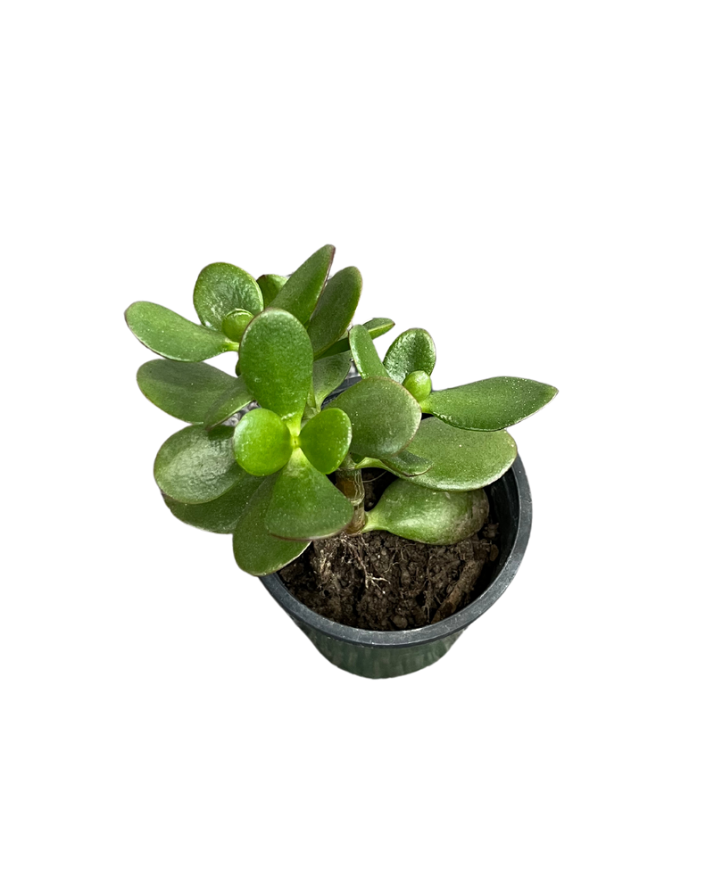 
                
                    Load image into Gallery viewer, Jade Plant/Ogre/Shrek Ears
                
            