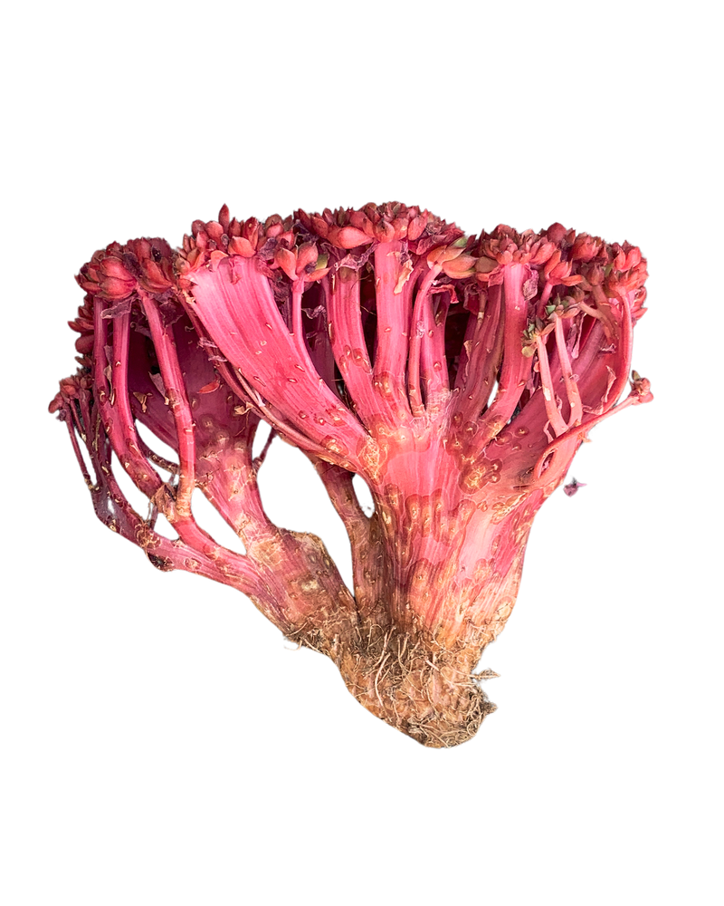 Echeveria Krauss