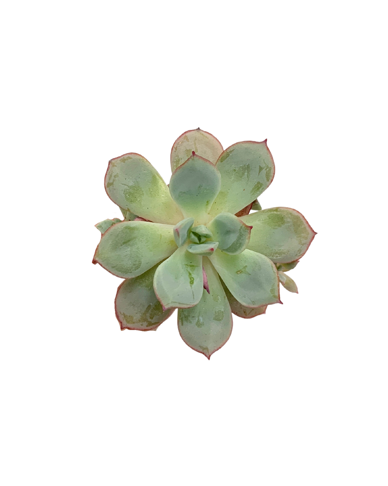 Echeveria Subcorymbosa (Lau 026)