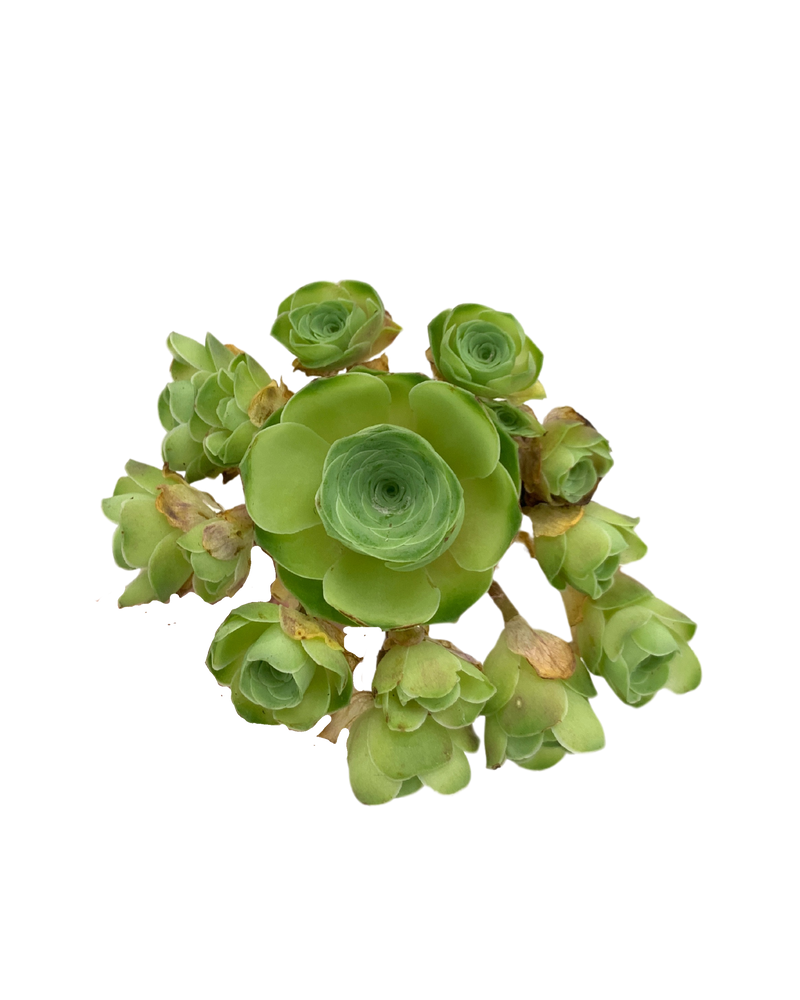Greenovia Love Letter