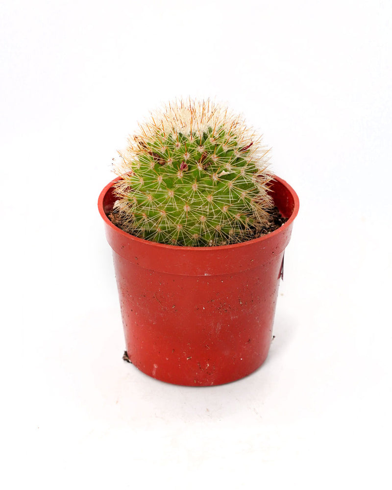 
                
                    Load image into Gallery viewer, Mammillaria Cactus
                
            