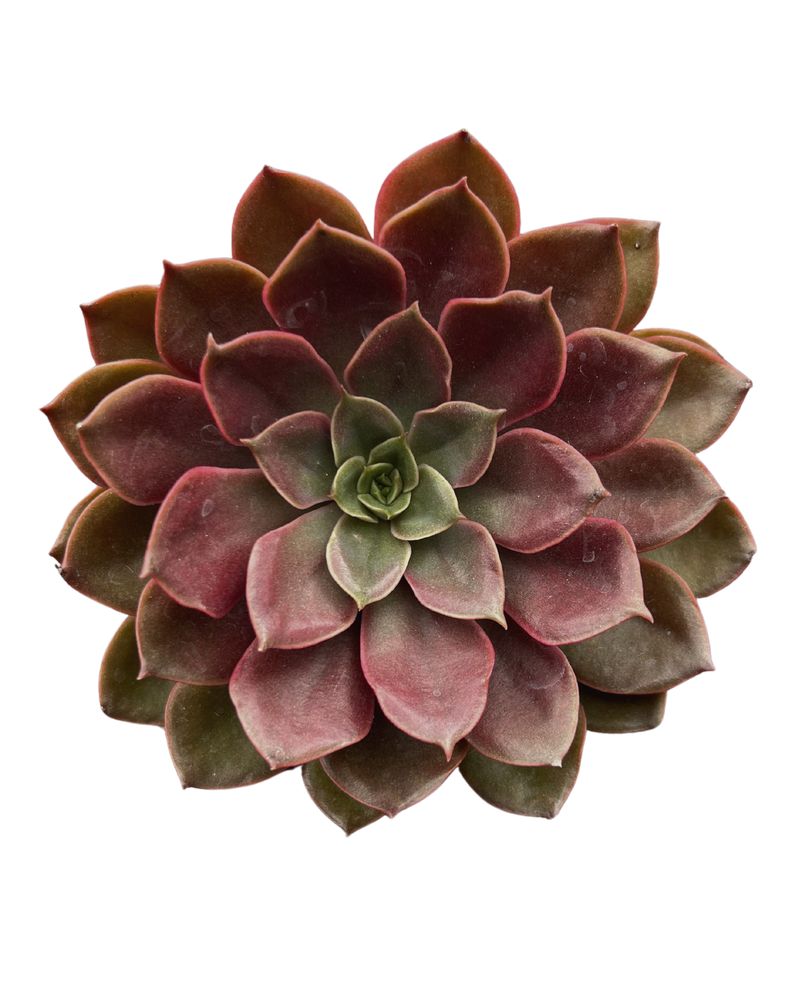 Echeveria Mina