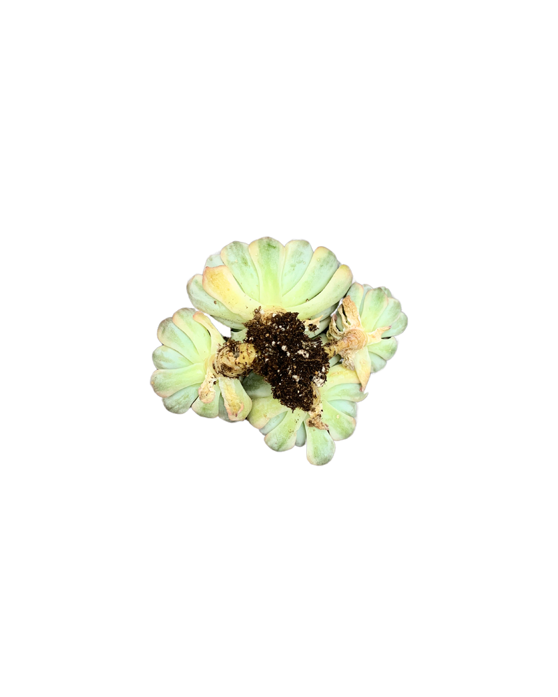 Echeveria Blue Minima var. Cluster