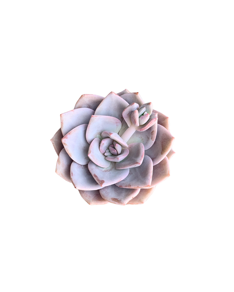 Echeveria Missing You
