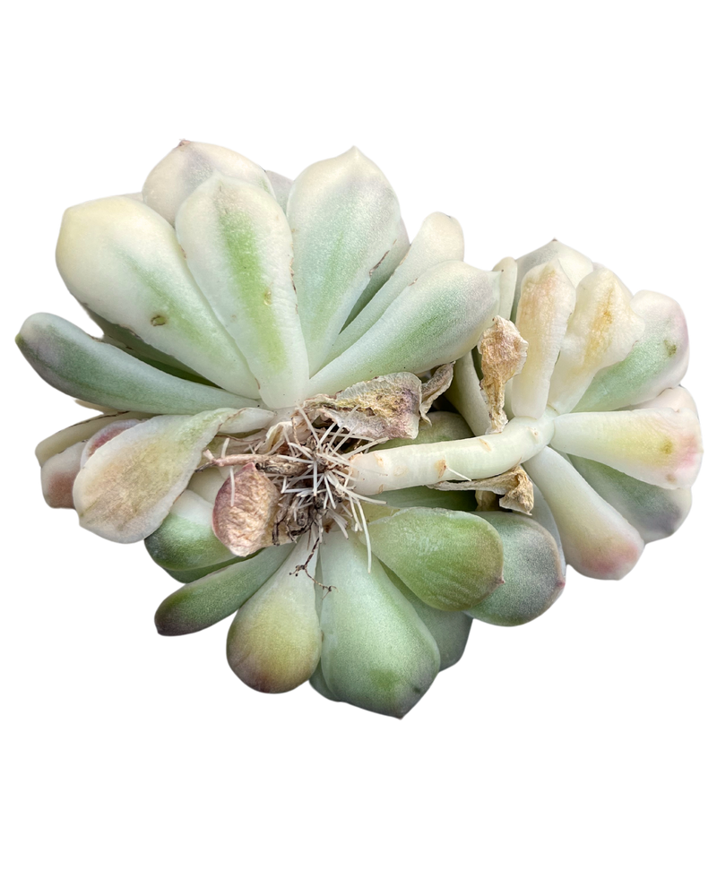 Echeveria Onslow Var. (Cluster)
