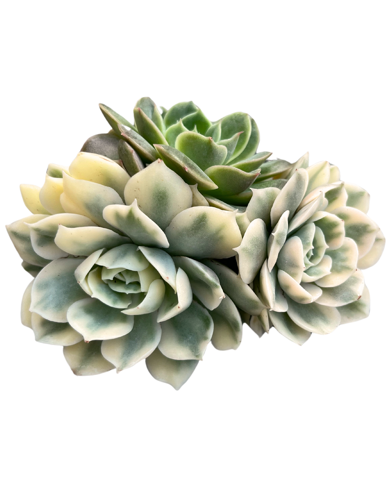Echeveria Onslow Var. (Cluster)
