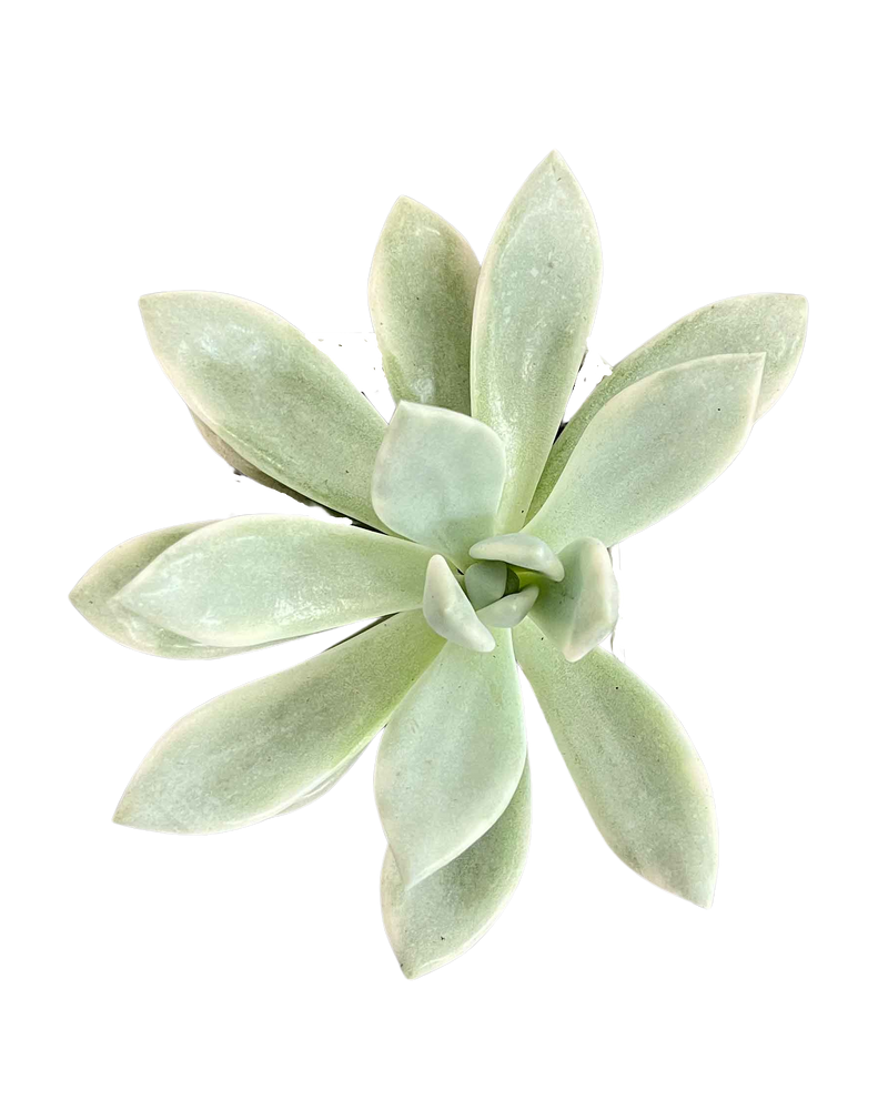 Opalina Variegated