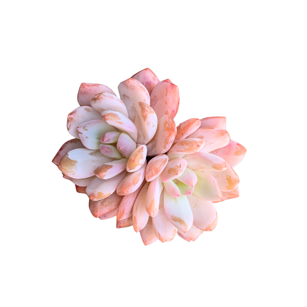 Echeveria Orange Monroe (Cluster)