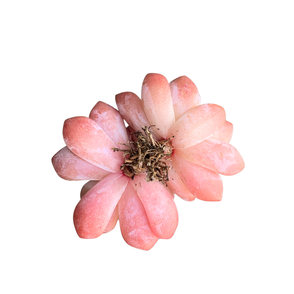 Echeveria Orange Monroe (Cluster)