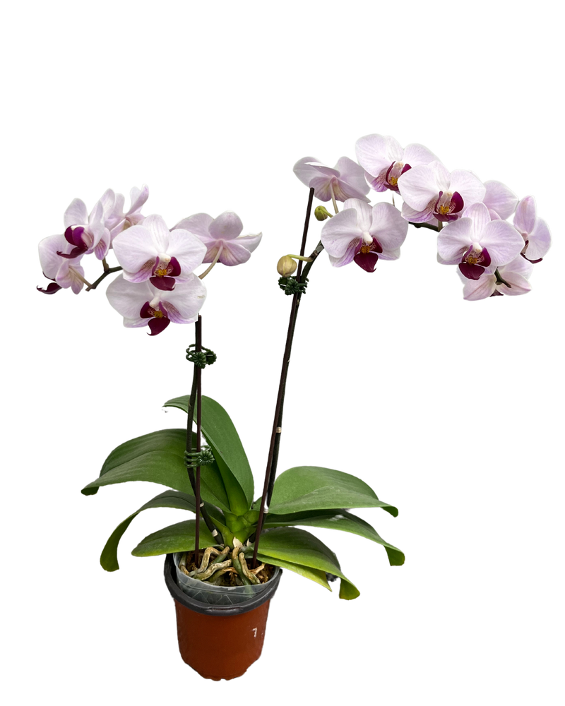 Orchid