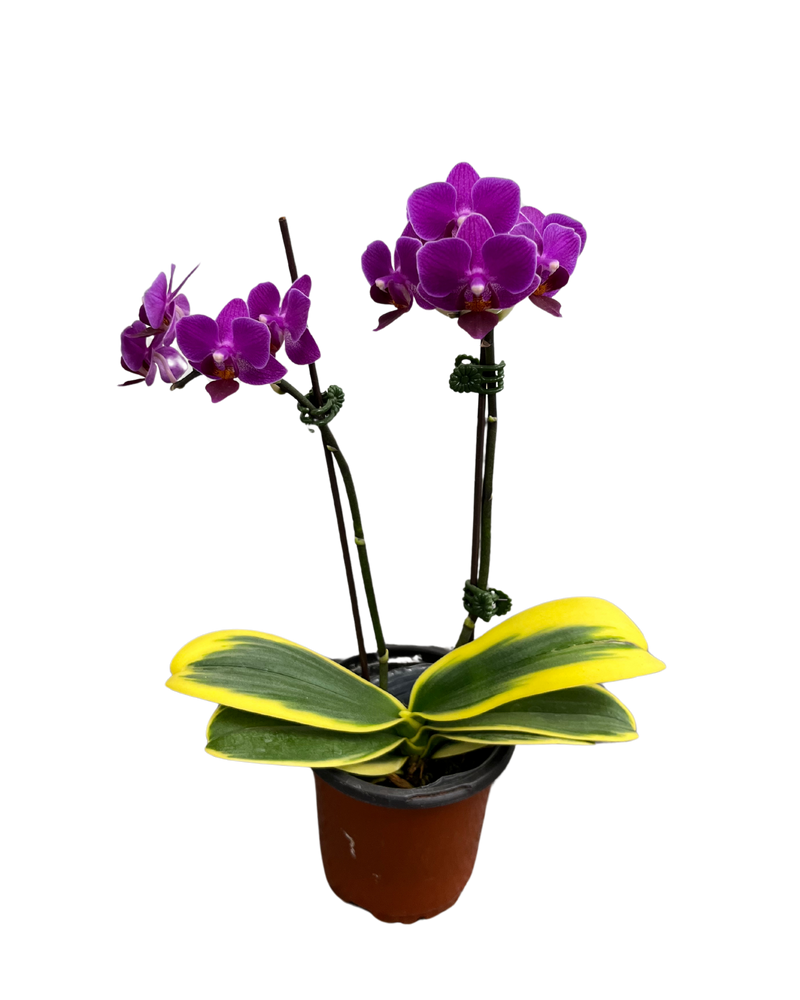 Orchid