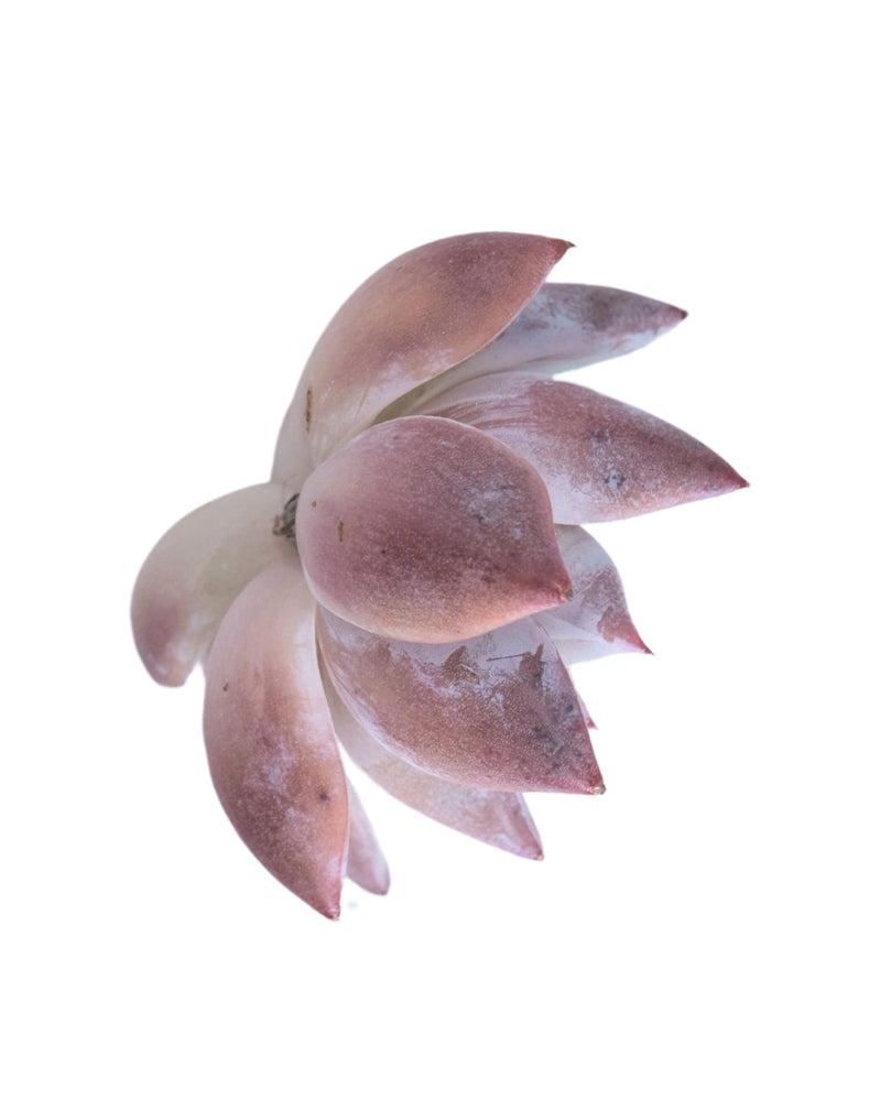 Echeveria Colorata Mexican Giant