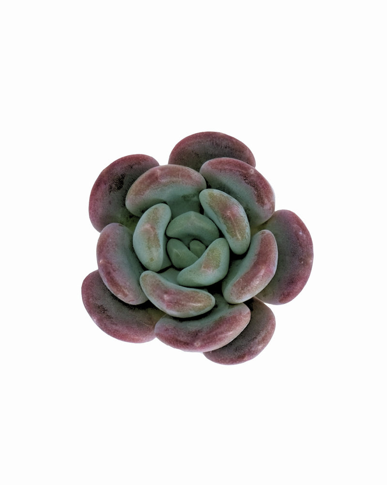 Echeveria Arpezage