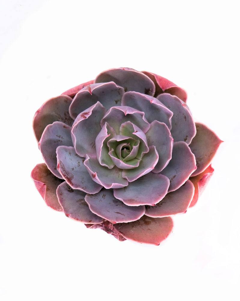 Echeveria Pinky