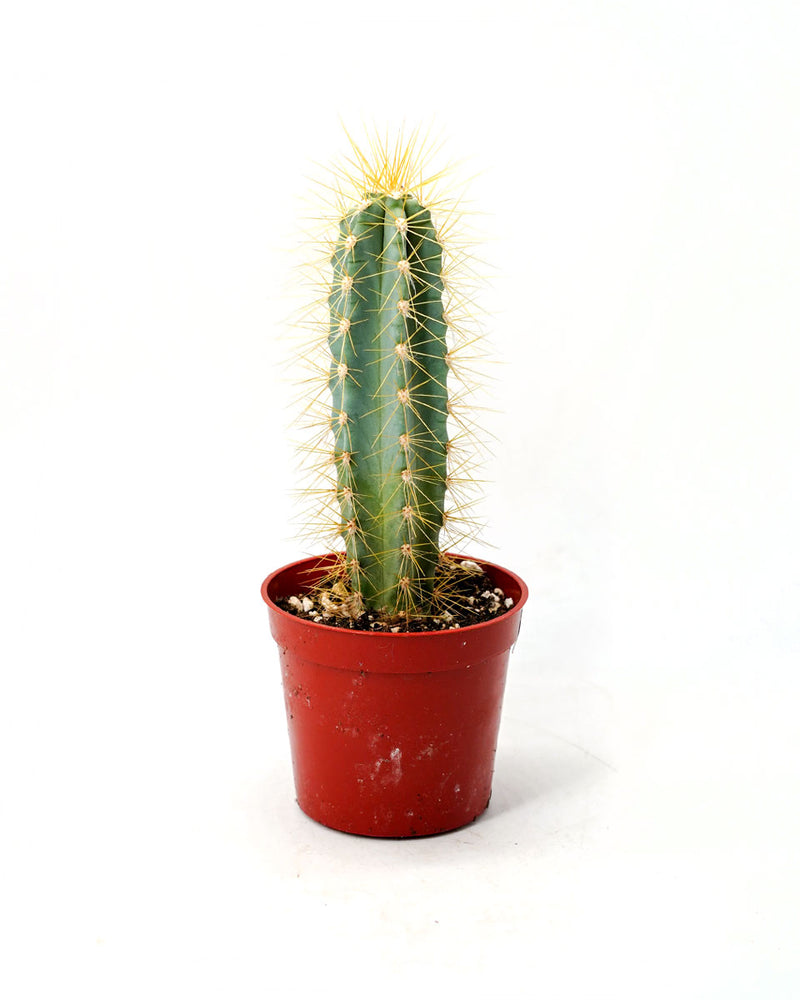 Pilosocereus Pachycladus Cactus
