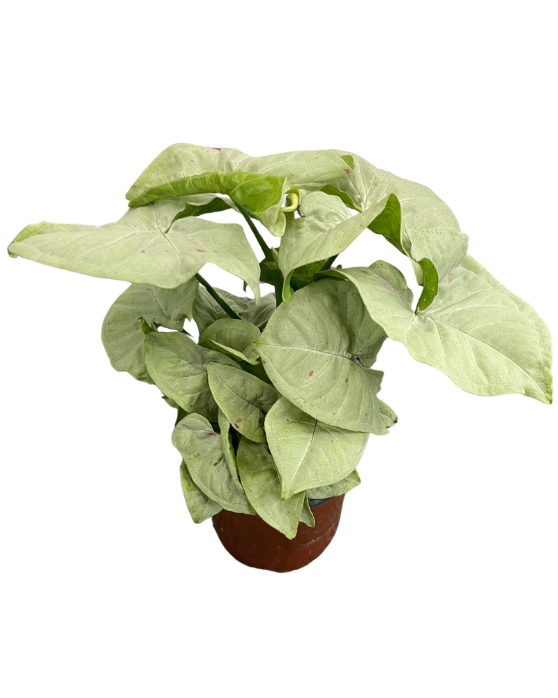 Syngonium Pink Salmon