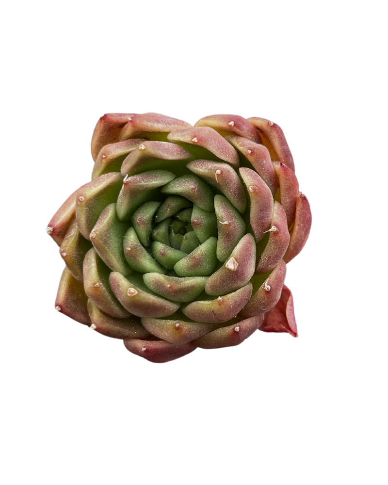 Echeveria Plamond