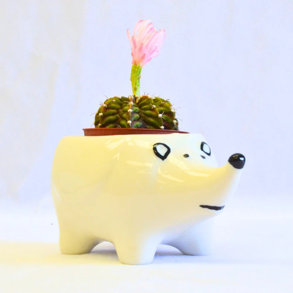 Porcupine White