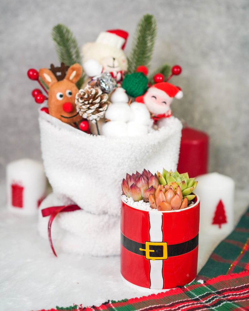 "Santa Bouquet" Korean Succulents Combo - Gift Bag