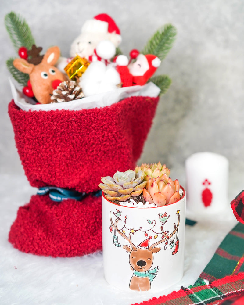 "Santa Bouquet" Korean Succulents Combo - Gift Bag