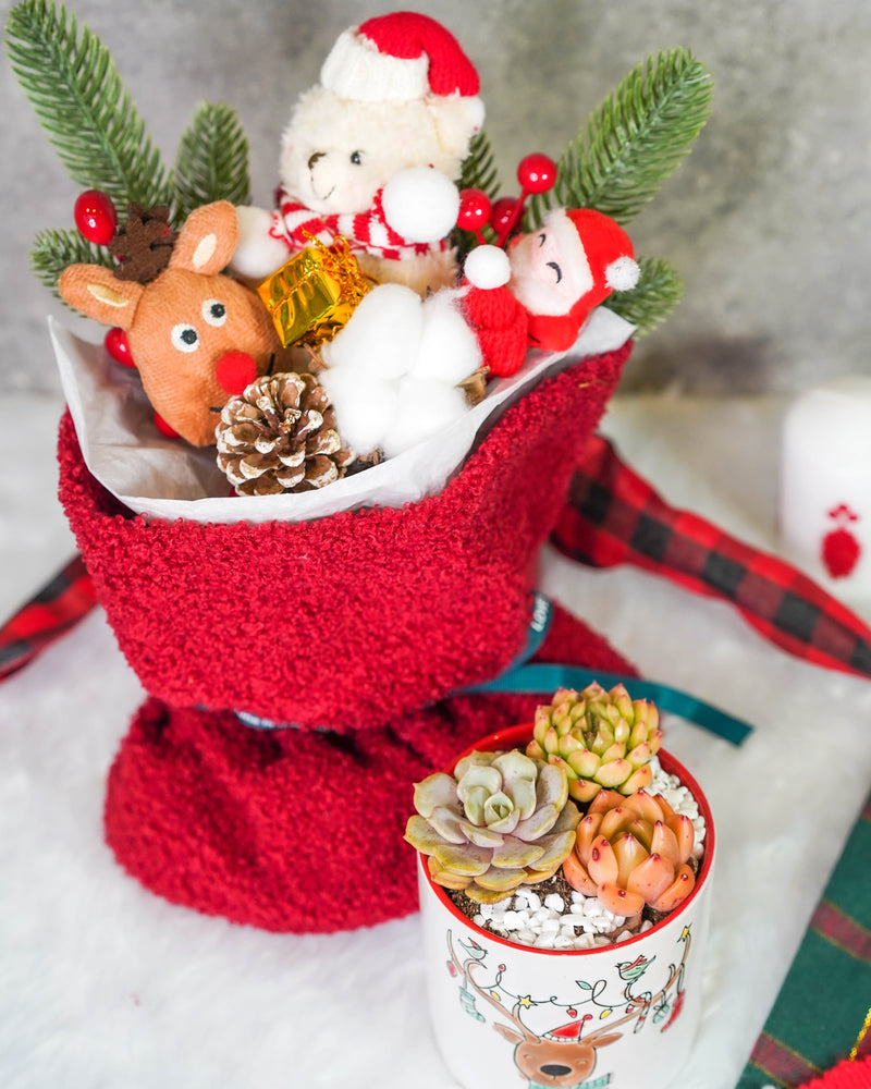 "Santa Bouquet" Korean Succulents Combo - Gift Bag