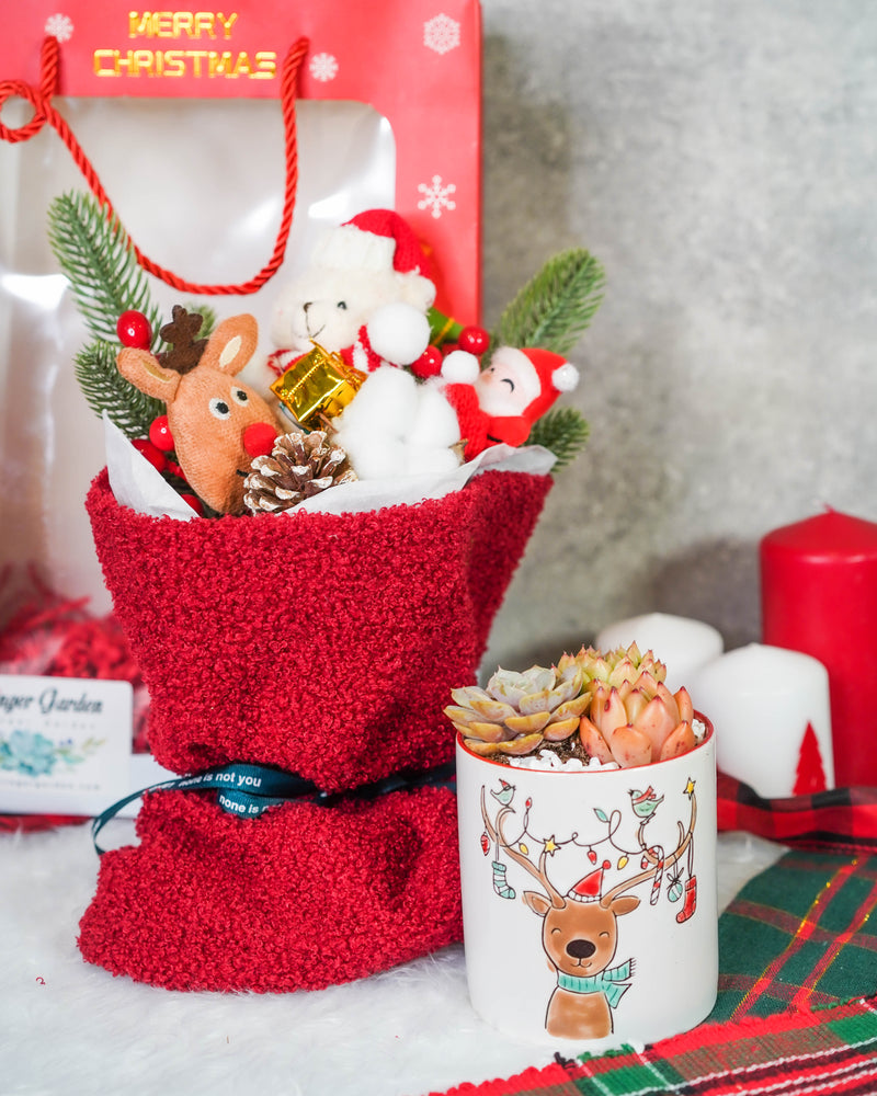 "Santa Bouquet" Korean Succulents Combo - Gift Bag