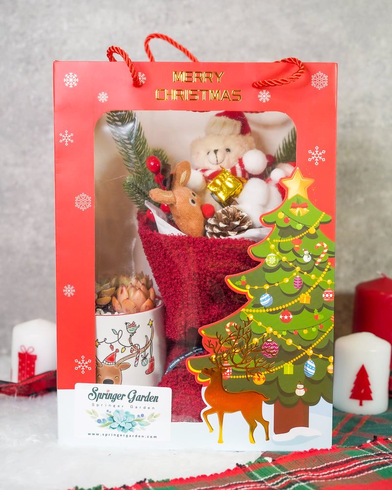 "Santa Bouquet" Korean Succulents Combo - Gift Bag