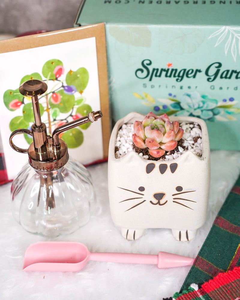 "Cat Parents" Premium Korean-Succulent Gift Box