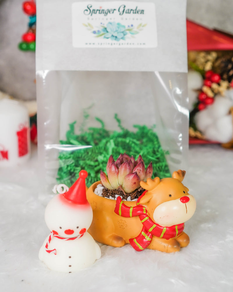 "HO HO HO" Korean Succulents - Gift Bag