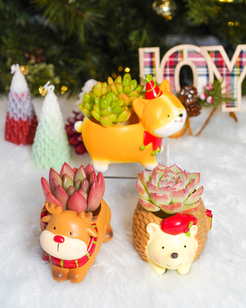 "HO HO HO" Korean Succulents - Gift Bag