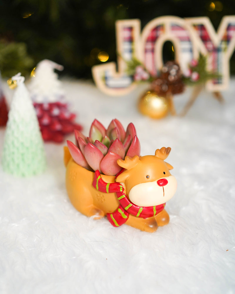 
                
                    Load image into Gallery viewer, &amp;quot;HO HO HO&amp;quot; Korean Succulents - Gift Bag
                
            