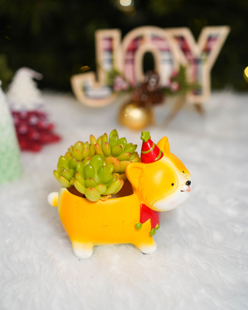 "HO HO HO" Korean Succulents - Gift Bag