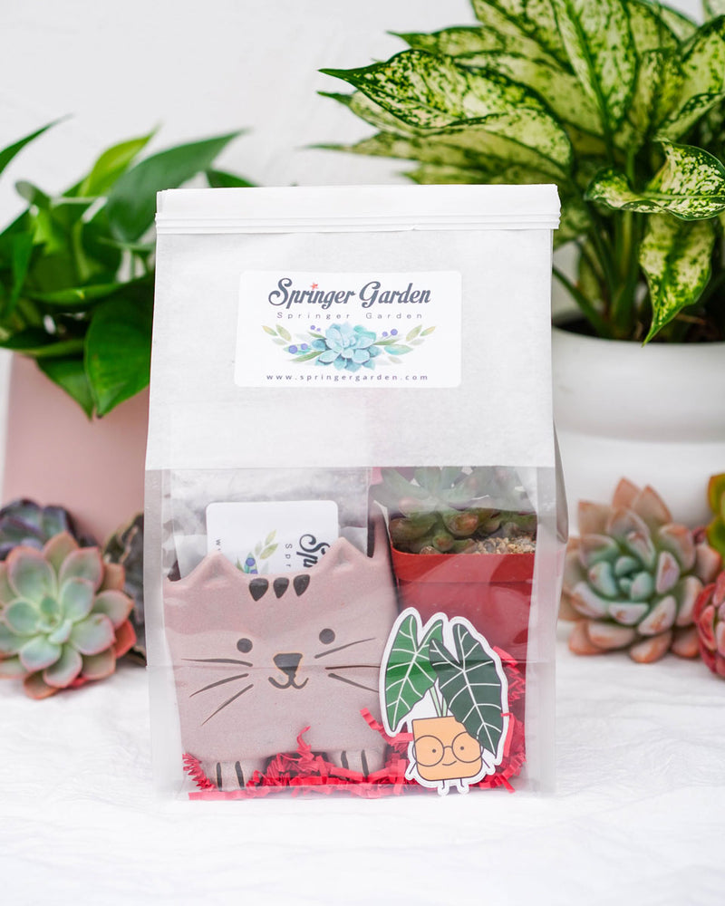 "Love Will Grow" Succulent Gift Bag