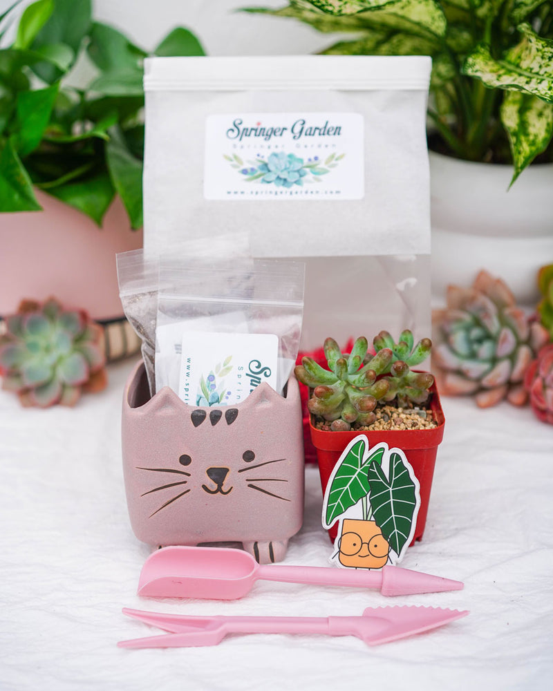 "Love Will Grow" Succulent Gift Bag