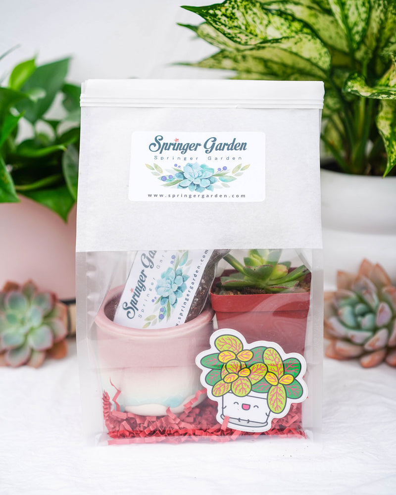 "Love Will Grow" Succulent Gift Bag