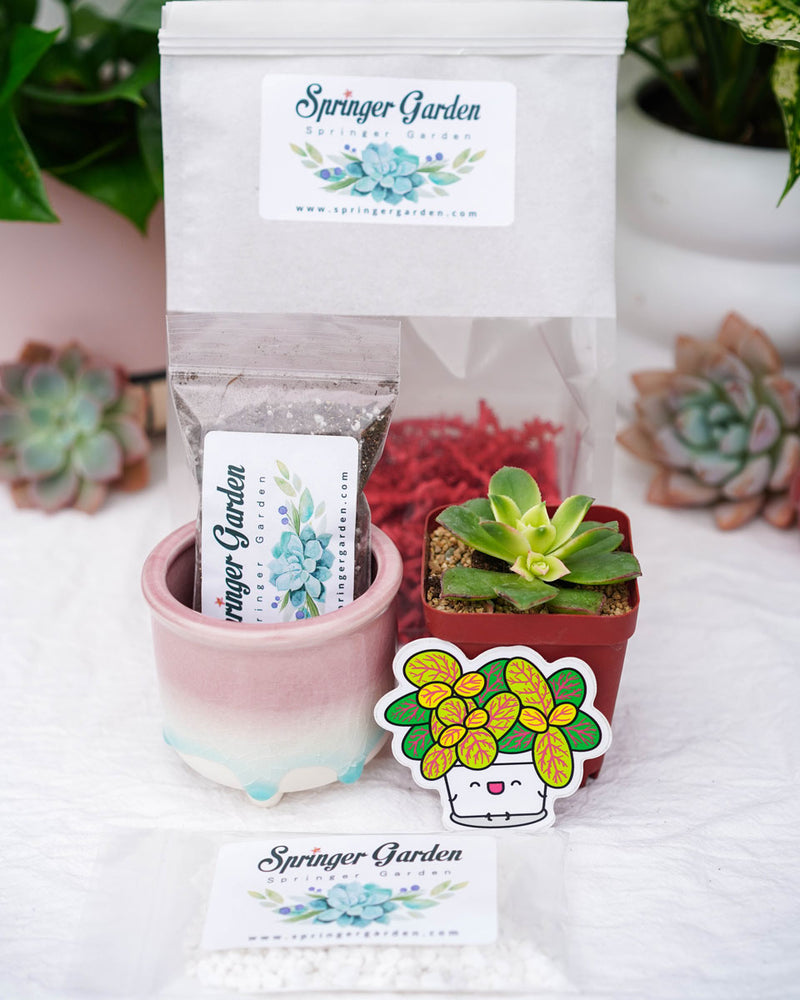 "Love Will Grow" Succulent Gift Bag