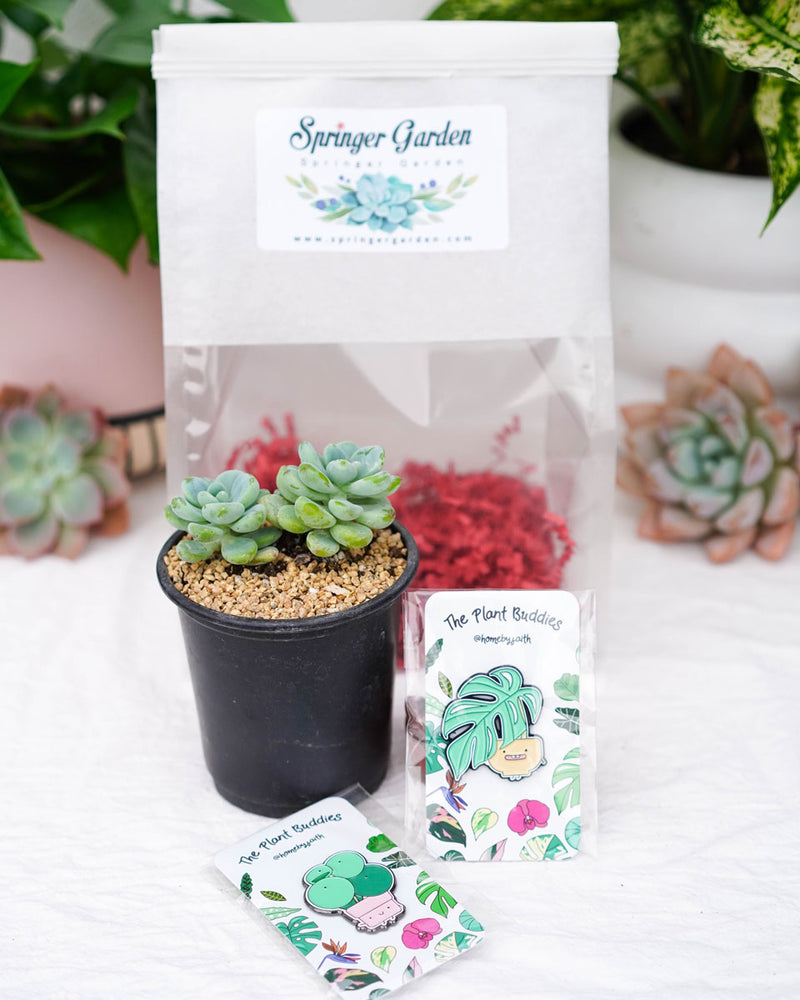 "Love Will Grow" Pins Gift Bag