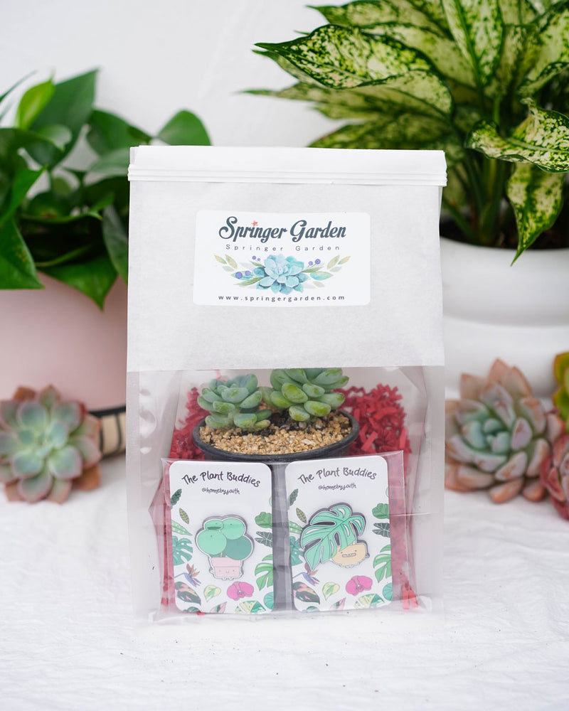 
                
                    Load image into Gallery viewer, &amp;quot;Love Will Grow&amp;quot; Pins Gift Bag
                
            