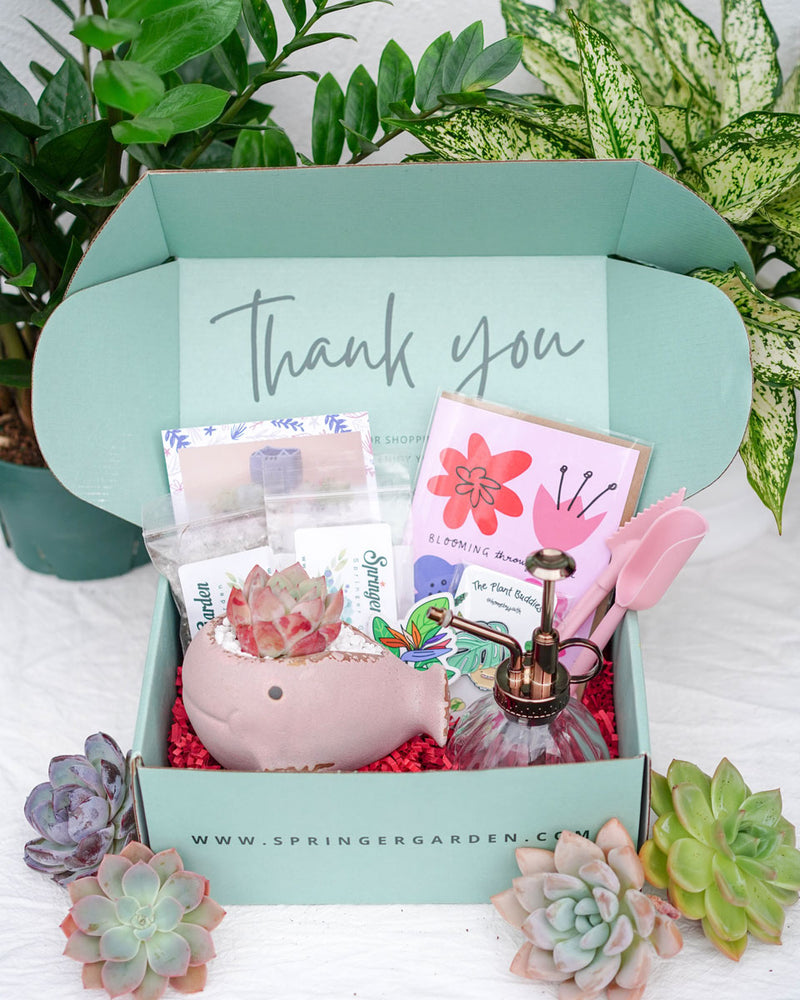 
                
                    Load image into Gallery viewer, &amp;quot;Love Will Grow&amp;quot; Premium Korean-Succulent Gift Box
                
            