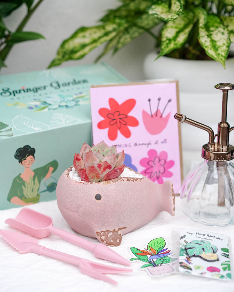 "Love Will Grow" Premium Korean-Succulent Gift Box